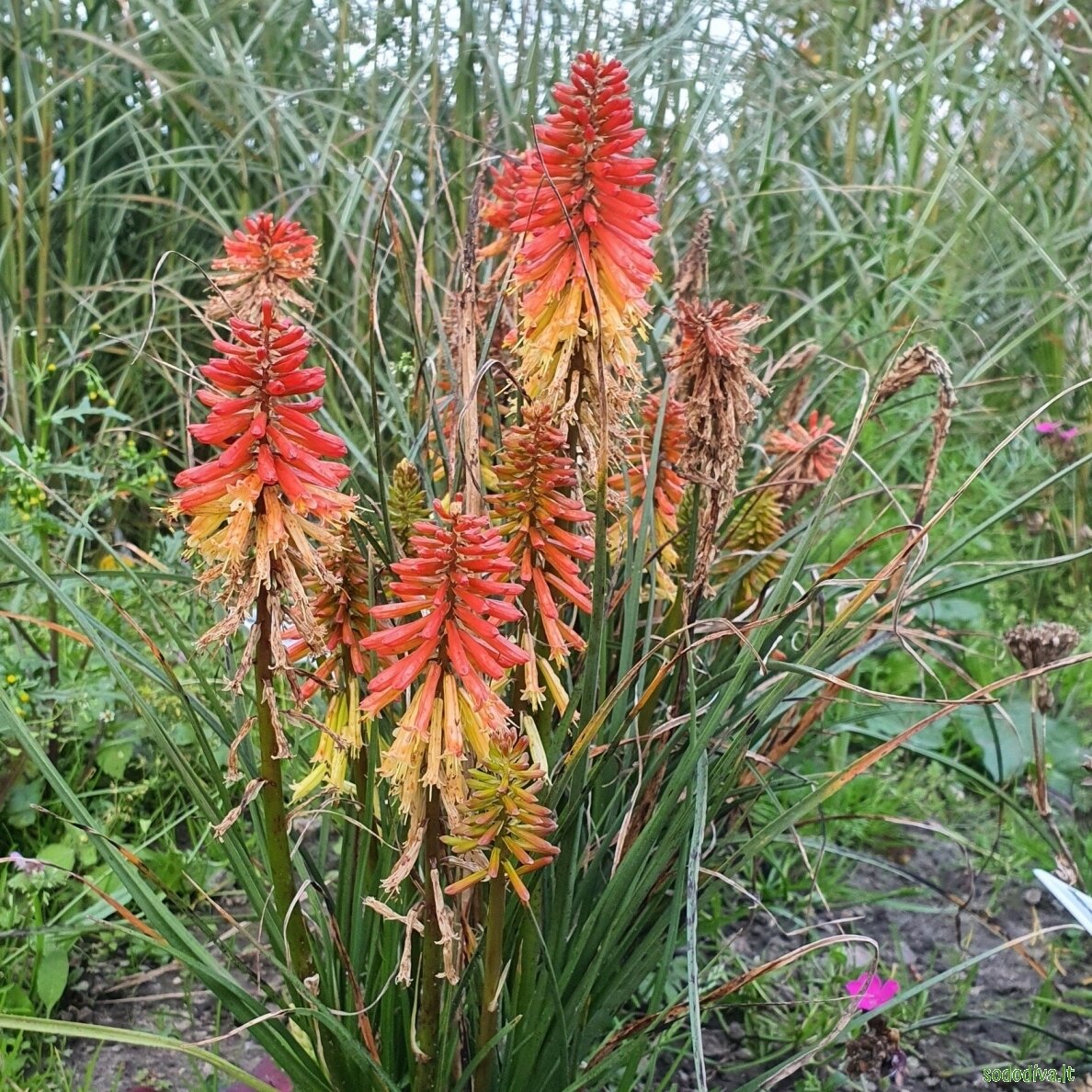 Knipofija 'PAPAYA POPSICLE' 4