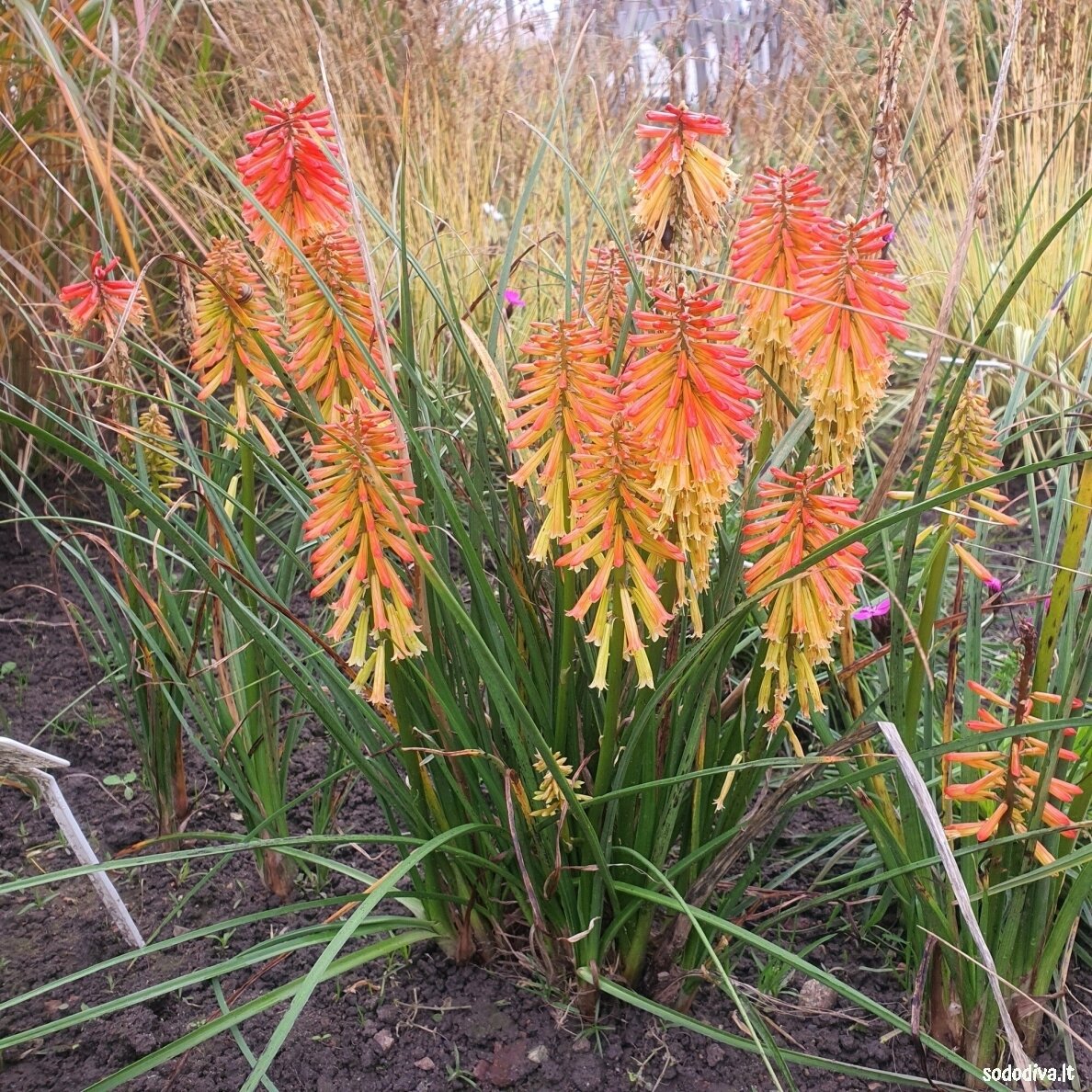 Knipofija 'PAPAYA POPSICLE'