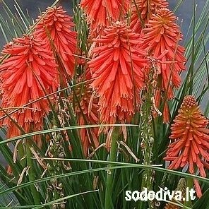 Knipofija 'POCO RED' Knipofija 'POCO RED'