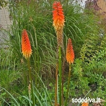 Knipofija 'ALCAZAR' 3