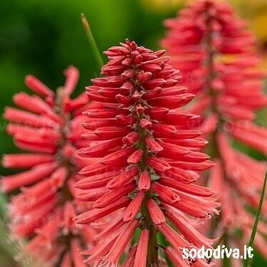 Knipofija 'POCO RED' 1