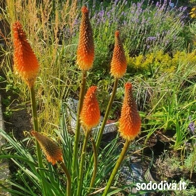 Knipofija 'ALCAZAR' 1