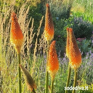 Knipofija 'ALCAZAR' 2