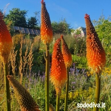 Knipofija 'ALCAZAR'