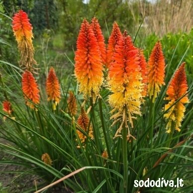 Knipofija 'BACKDRAFT' Knipofija 'BACKDRAFT'