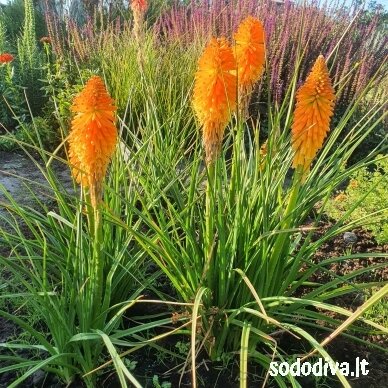 Knipofija ‘ORANGE BLAZE‘ 1 Knipofija ‘ORANGE BLAZE‘ 1
