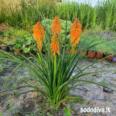 Knipofija ‘ORANGE BLAZE‘ Knipofija ‘ORANGE BLAZE‘