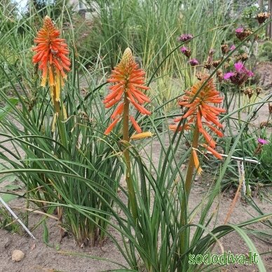 Knipofija 'PAPAYA POPSICLE' 5