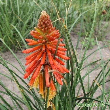 Knipofija 'PAPAYA POPSICLE' 3