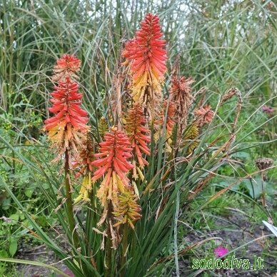 Knipofija 'PAPAYA POPSICLE' 4