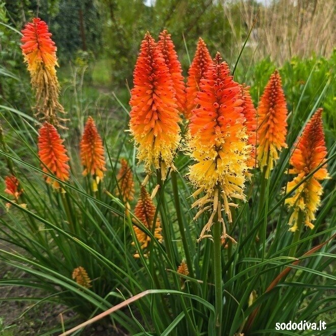 Knipofija 'BACKDRAFT' Knipofija 'BACKDRAFT'
