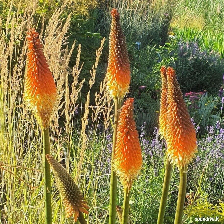 Knipofija 'ALCAZAR' 2