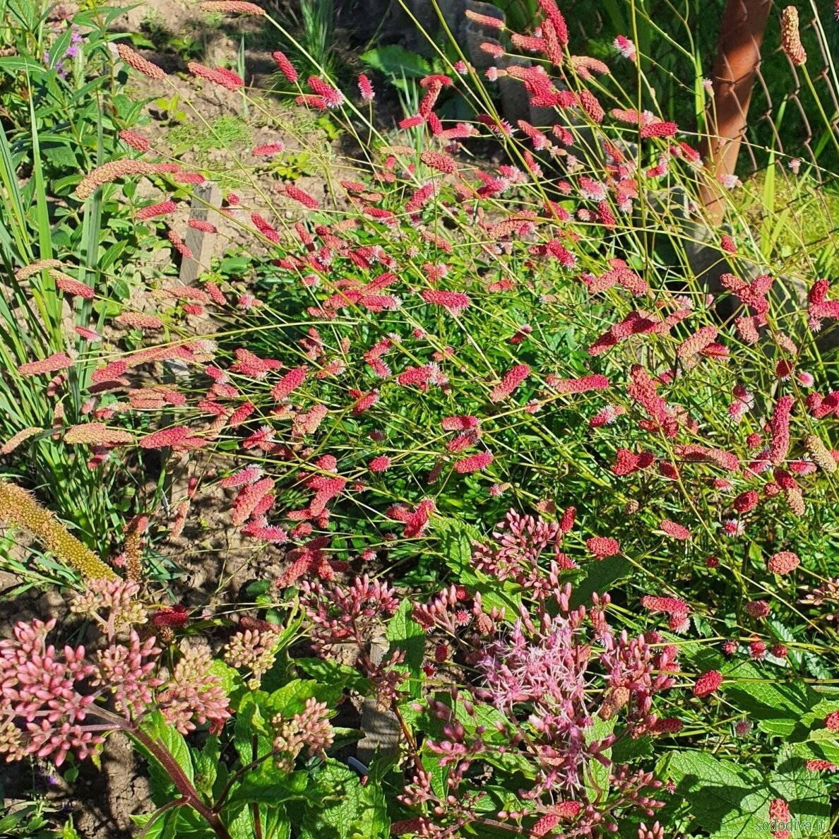 Kraujalakė vaistinė 'PINK TANNA' 2 Kraujalakė vaistinė 'PINK TANNA' 2