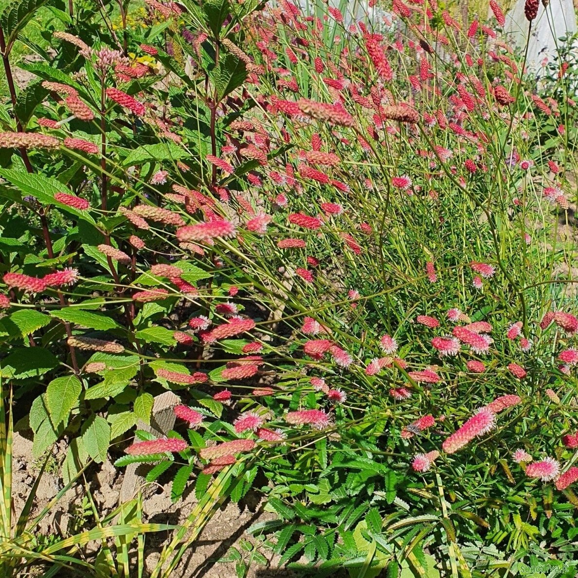 Kraujalakė vaistinė 'PINK TANNA' Kraujalakė vaistinė 'PINK TANNA'
