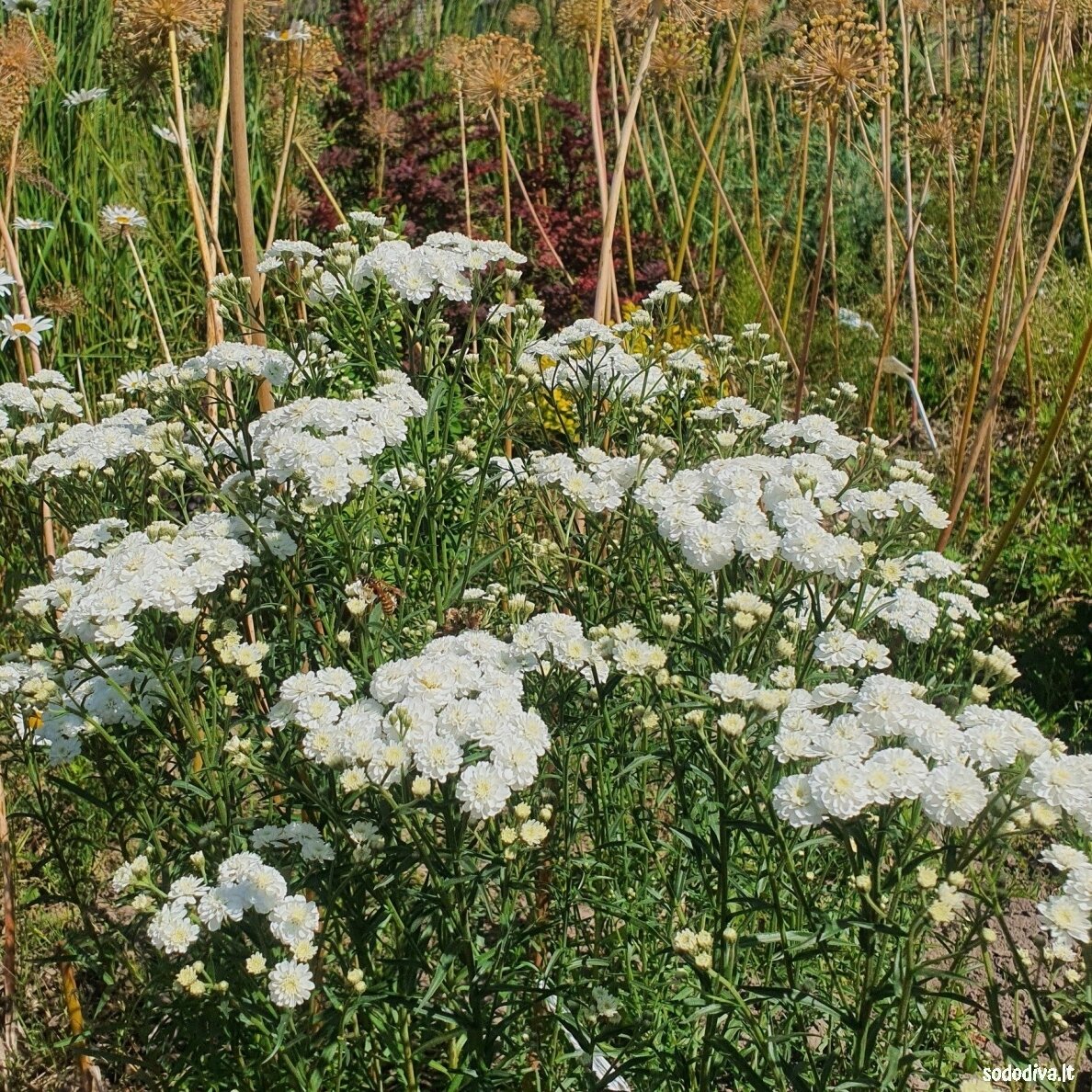Kraujažolė čiaudulinė ‘PERRY‘S WHITE‘ Kraujažolė čiaudulinė ‘PERRY‘S WHITE‘