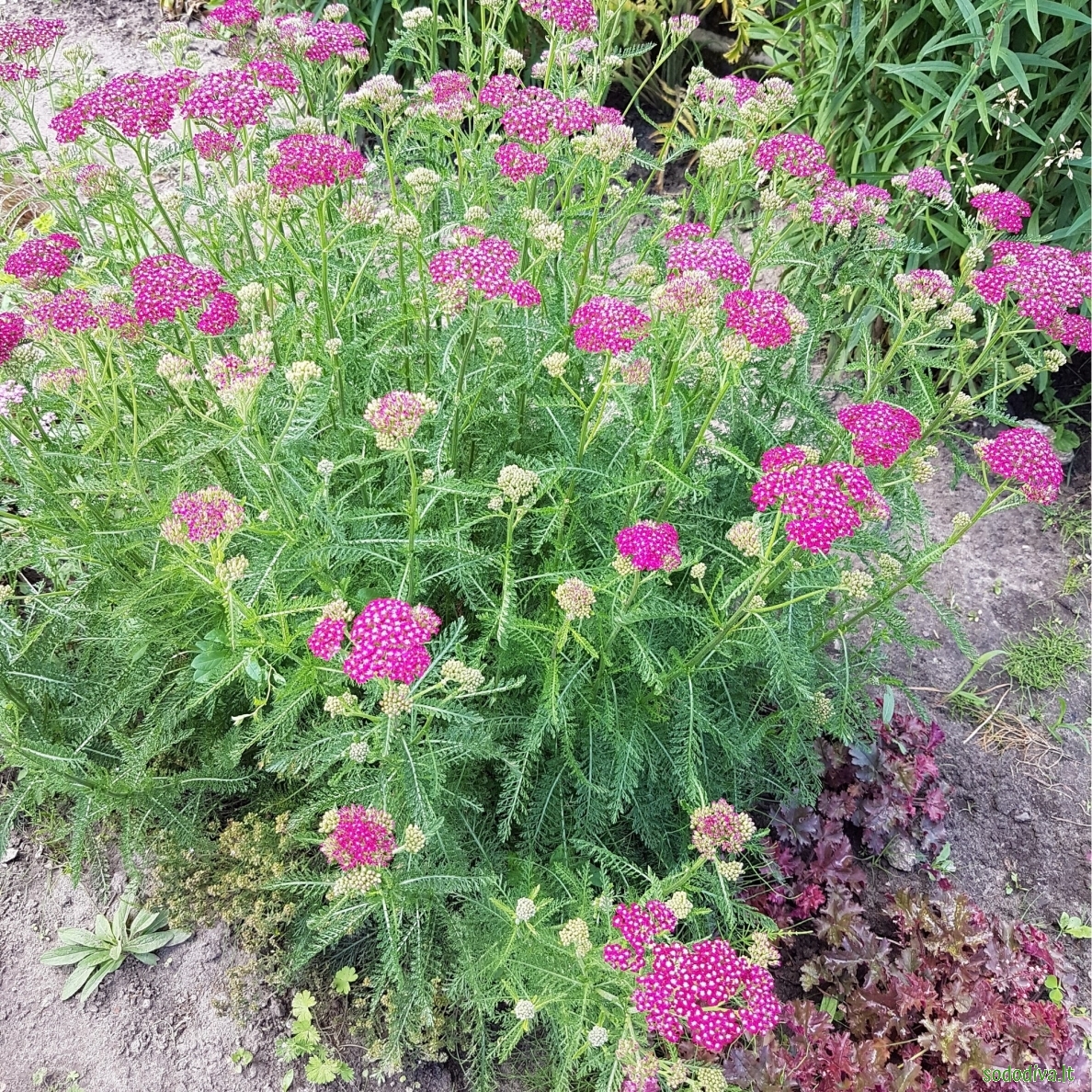 Kraujažolė paprastoji 'CERISE QUEEN' 1 Kraujažolė paprastoji 'CERISE QUEEN' 1