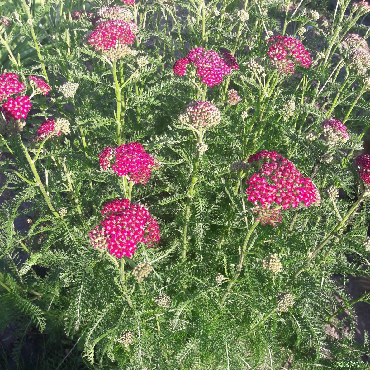 Kraujažolė paprastoji 'CERISE QUEEN' 2 Kraujažolė paprastoji 'CERISE QUEEN' 2