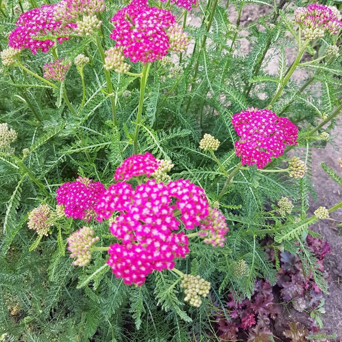Kraujažolė paprastoji 'CERISE QUEEN' Kraujažolė paprastoji 'CERISE QUEEN'