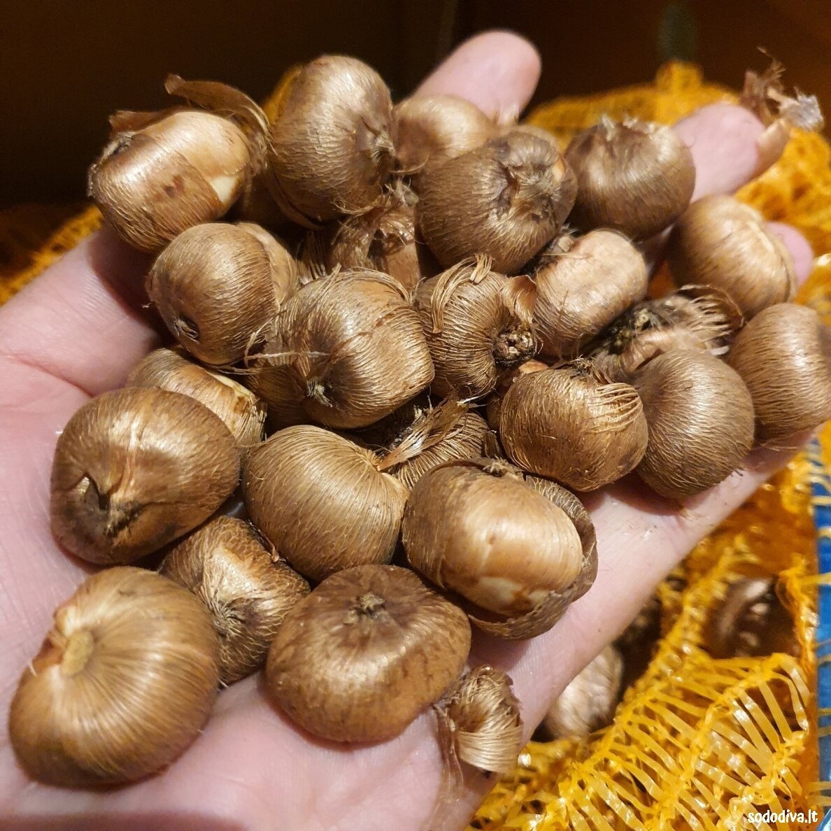 Krokai FLOWER RECORD LARGE FLOWERING (50 vnt.) 2