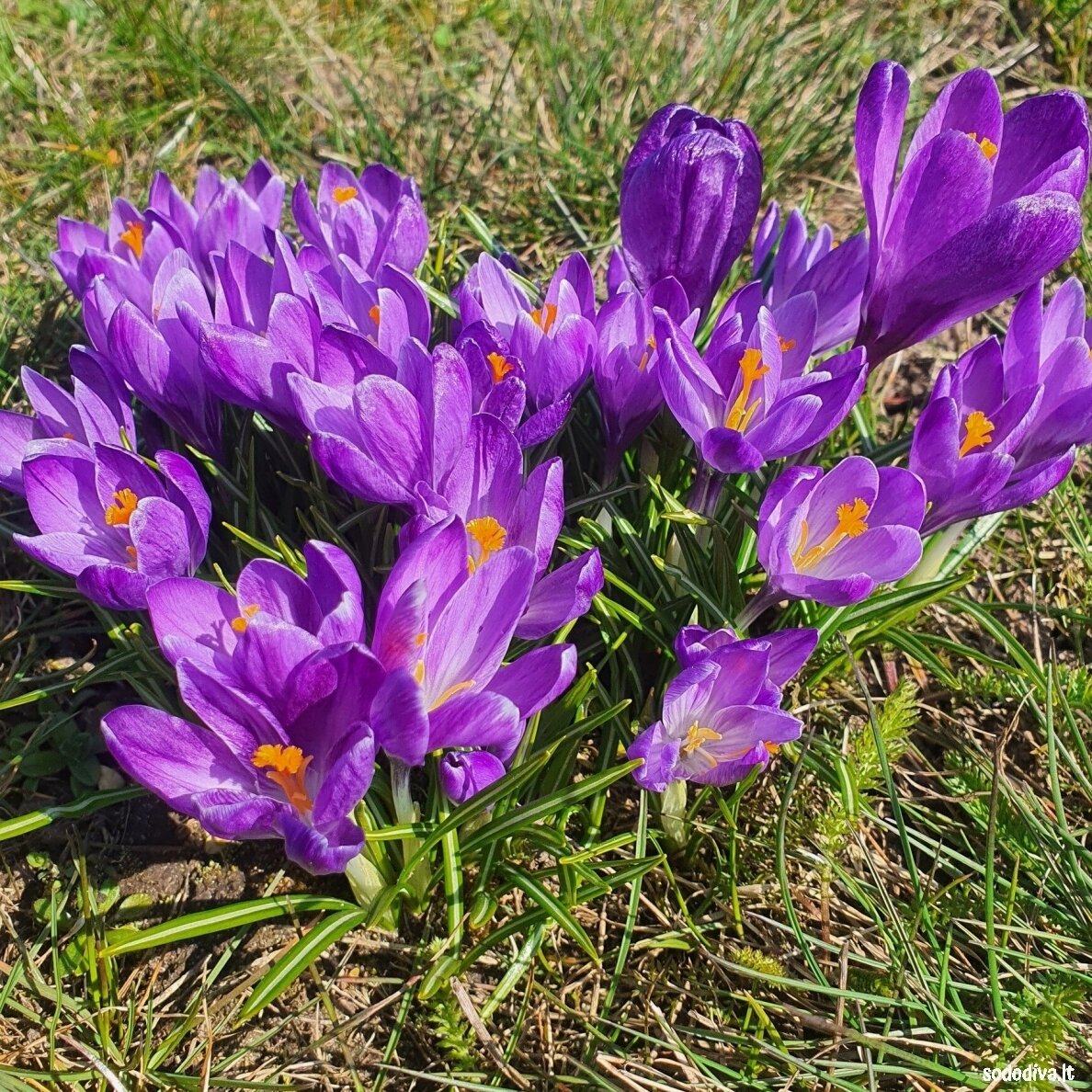 Krokai FLOWER RECORD LARGE FLOWERING (50 vnt.) 1