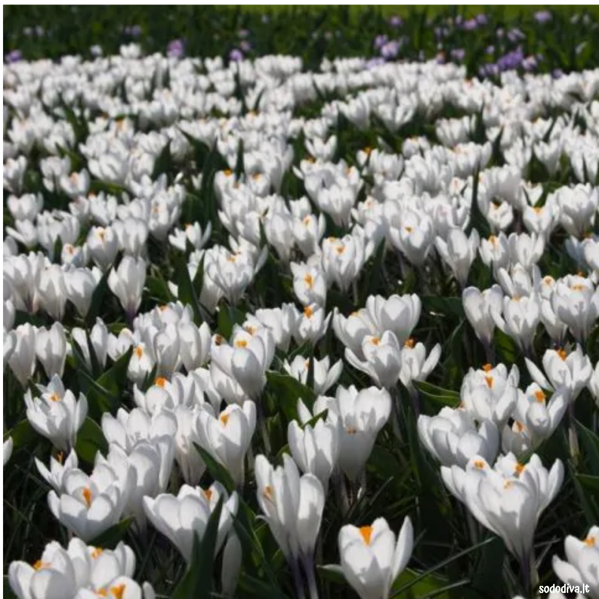 Krokai JEANNE D'ARCH LARGE FLOWERING (50 vnt) 1