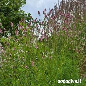 Kraujalakė vaistinė 'PINK TANNA' 4 Kraujalakė vaistinė 'PINK TANNA' 4