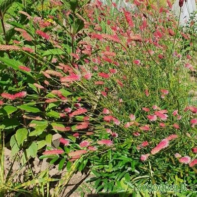 Kraujalakė vaistinė 'PINK TANNA' Kraujalakė vaistinė 'PINK TANNA'
