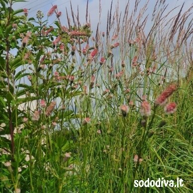Kraujalakė vaistinė 'PINK TANNA' 3 Kraujalakė vaistinė 'PINK TANNA' 3