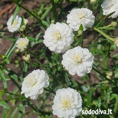 Kraujažolė čiaudulinė ‘PERRY‘S WHITE‘ 1 Kraujažolė čiaudulinė ‘PERRY‘S WHITE‘ 1