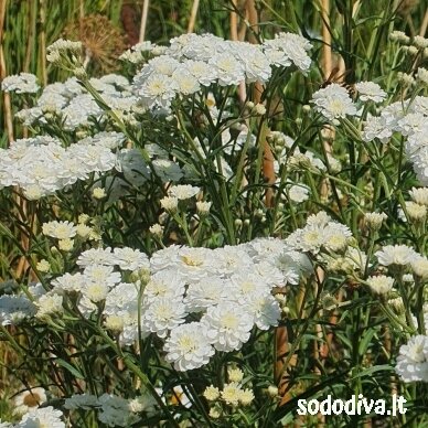 Kraujažolė čiaudulinė ‘PERRY‘S WHITE‘ 3 Kraujažolė čiaudulinė ‘PERRY‘S WHITE‘ 3