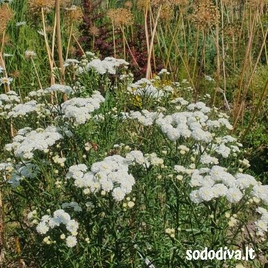 Kraujažolė čiaudulinė ‘PERRY‘S WHITE‘ Kraujažolė čiaudulinė ‘PERRY‘S WHITE‘