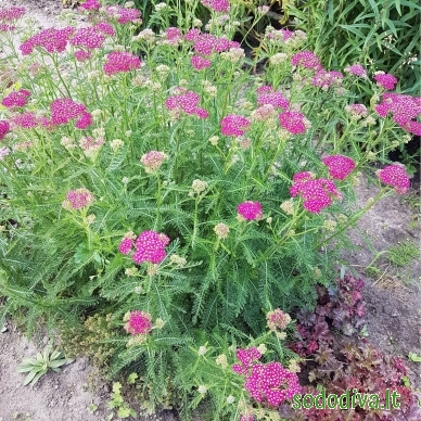 Kraujažolė paprastoji 'CERISE QUEEN' 1 Kraujažolė paprastoji 'CERISE QUEEN' 1
