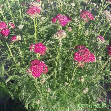 Kraujažolė paprastoji 'CERISE QUEEN' 2 Kraujažolė paprastoji 'CERISE QUEEN' 2
