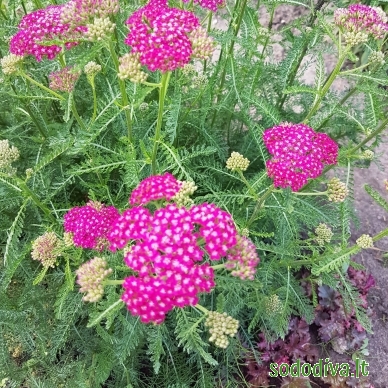 Kraujažolė paprastoji 'CERISE QUEEN' Kraujažolė paprastoji 'CERISE QUEEN'