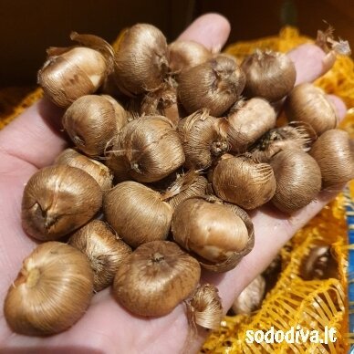 Krokai FLOWER RECORD LARGE FLOWERING (50 vnt.) 2