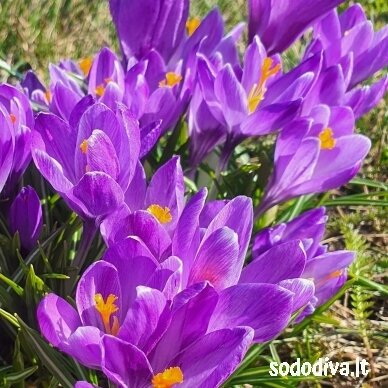 Krokai FLOWER RECORD LARGE FLOWERING (50 vnt.)