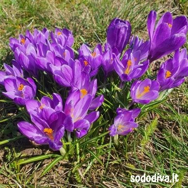Krokai FLOWER RECORD LARGE FLOWERING (50 vnt.) 1