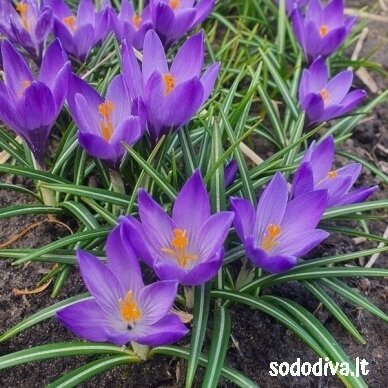 Krokai FLOWER RECORD LARGE FLOWERING (50 vnt.) 3