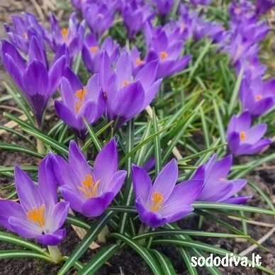 Krokai FLOWER RECORD LARGE FLOWERING (50 vnt.) 5