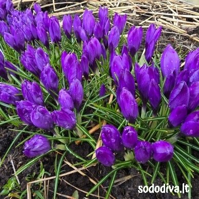 Krokai FLOWER RECORD LARGE FLOWERING (50 vnt.) 4