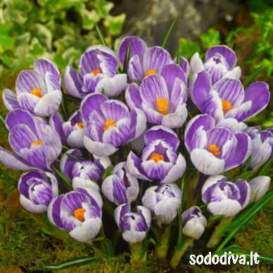 Krokai 'KING OF THE STRIPED VERNUS' (50 vnt) 1 Krokai 'KING OF THE STRIPED VERNUS' (50 vnt) 1