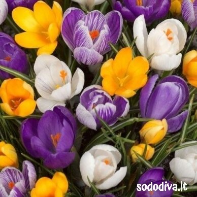 Krokai LARGE FLOWERING MIX 200 vnt. Krokai LARGE FLOWERING MIX 200 vnt.