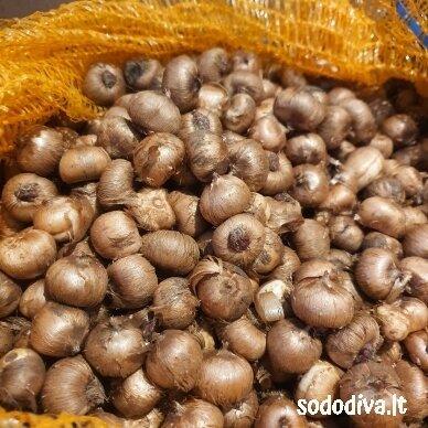 Krokai LARGE FLOWERING MIX 50 vnt. 2 Krokai LARGE FLOWERING MIX 50 vnt. 2
