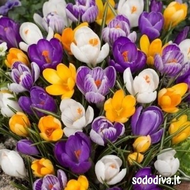 Krokai LARGE FLOWERING MIX 50 vnt. Krokai LARGE FLOWERING MIX 50 vnt.