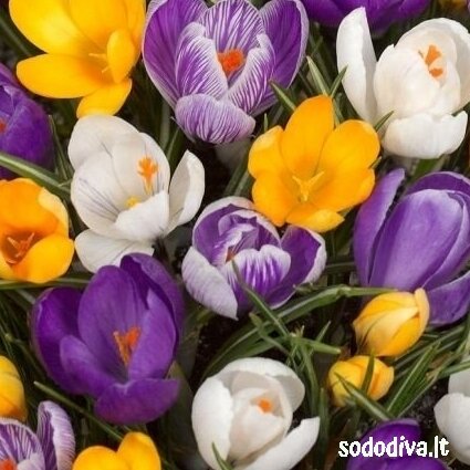 Krokai LARGE FLOWERING MIX 50 vnt. 1 Krokai LARGE FLOWERING MIX 50 vnt. 1
