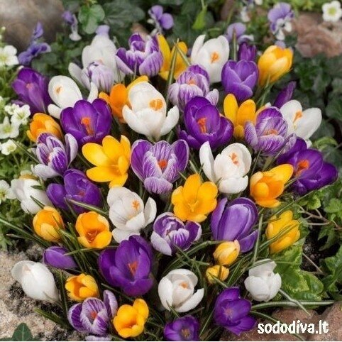 Krokai LARGE FLOWERING MIX 200 vnt. 1 Krokai LARGE FLOWERING MIX 200 vnt. 1