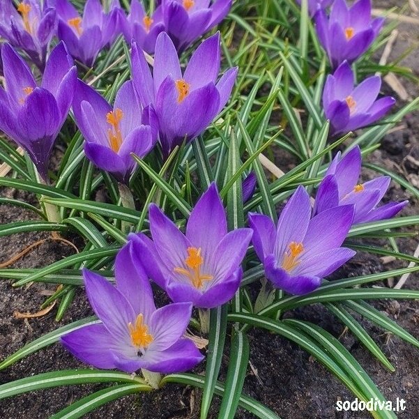 Krokai FLOWER RECORD LARGE FLOWERING (50 vnt.) 3
