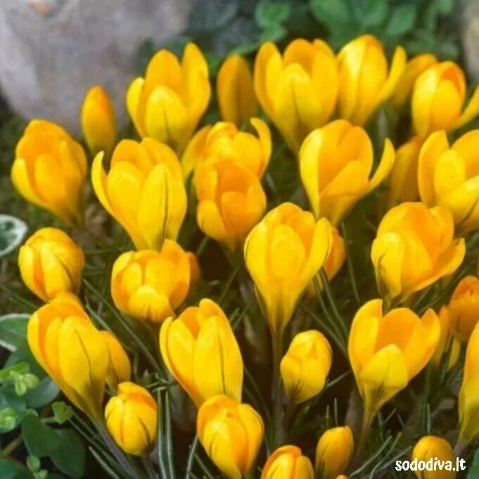 Krokai YELLOW LARGE FLOWERING (50 vnt.) Krokai YELLOW LARGE FLOWERING (50 vnt.)
