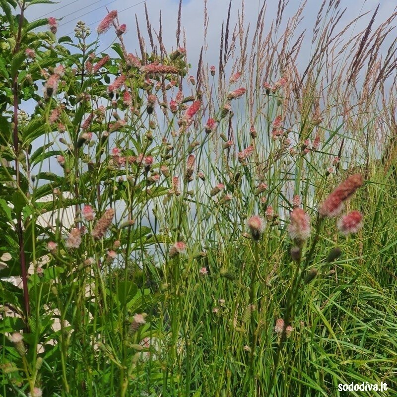 Kraujalakė vaistinė 'PINK TANNA' 3 Kraujalakė vaistinė 'PINK TANNA' 3