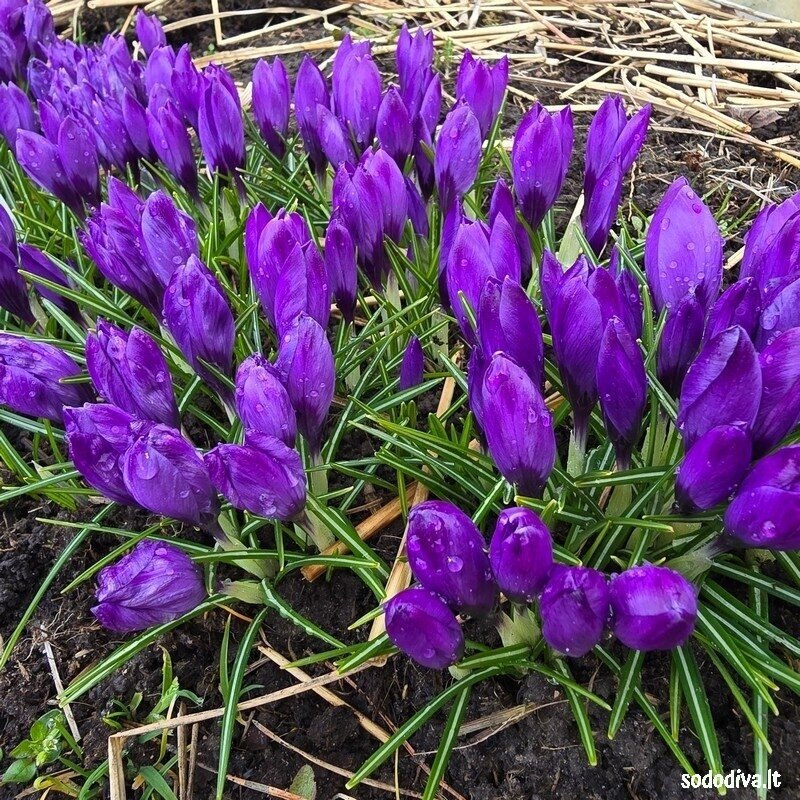 Krokai FLOWER RECORD LARGE FLOWERING (50 vnt.) 4
